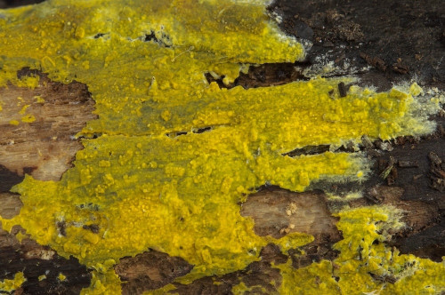 co_Phlebiodontia subochracea1.jpg