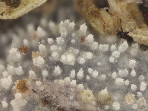 co_Scopuloides rimosa_Salix.jpg