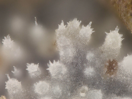 co_Scopuloides rimosa1.jpg