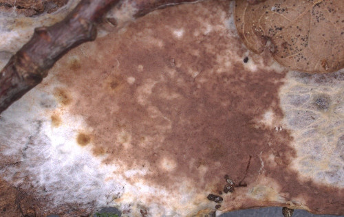 co_Thelephora ellisii_Tilia.jpg