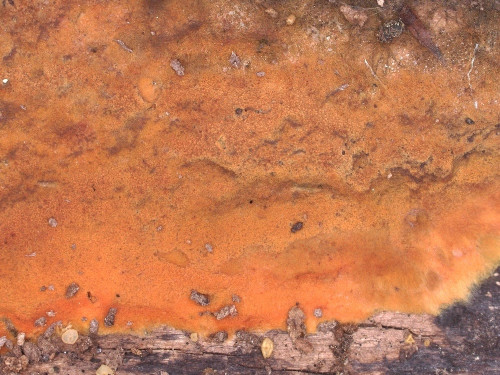 co_Thelephora punicea_Tilia.jpg