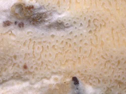 po_Porotheleum fimbriatum_Tilia.jpg