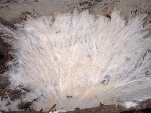 po_Porotheleum fimbriatum1.jpg