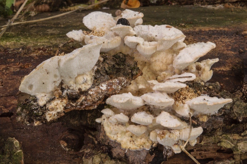 po_Trametes pubescens.jpg
