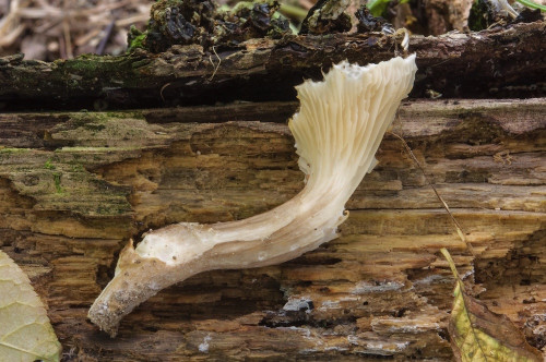 ag_Pleurotus cornucopiae.jpg
