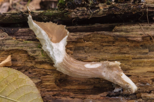 ag_Pleurotus cornucopiae1.jpg