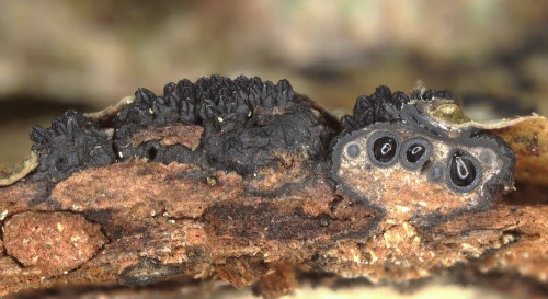 as_Eutypella sorbi_Sorbus_aucuparia.jpg