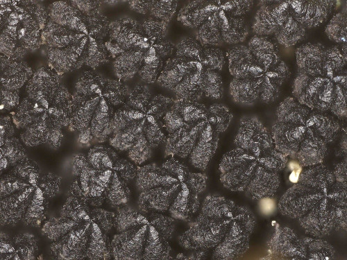 as_Eutypella sorbi1.jpg
