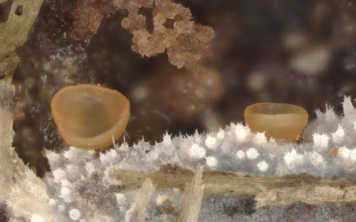 as_Hyalorbilia fagi_Salix.jpg