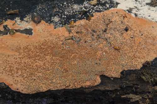 as_Hypomontagnella submonticulosa.jpg