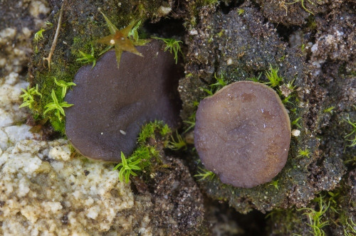 as_Malvipezia lividula.jpg