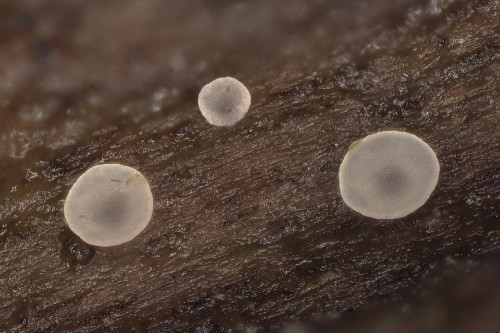 as_Orbilia sarraziniana_Salix.jpg