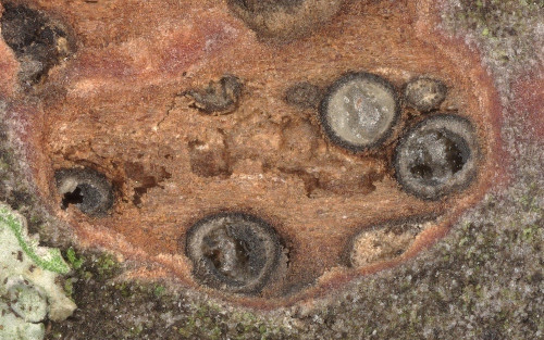 as_Splanchnonema pupula_Acer_pseudoplatanus.jpg