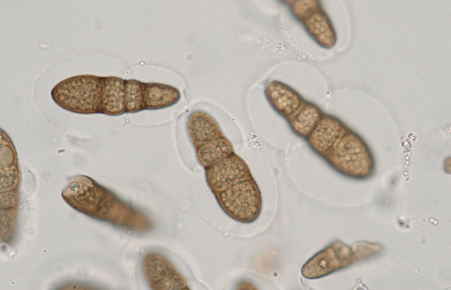 as_Splanchnonema pupula1.jpg