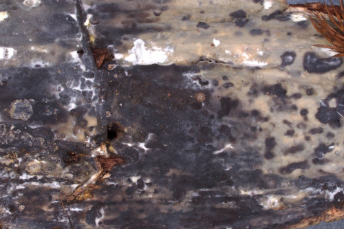 co_Acanthophysellum lividocaeruleum.jpg