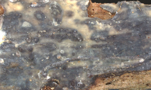 co_Acanthophysellum lividocaeruleum1.jpg