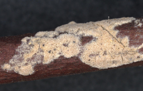co_Aleurodiscus_aurantius.jpg