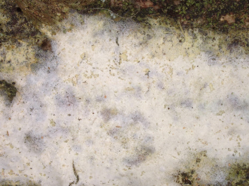 co_Amylocorticium canadense.jpg
