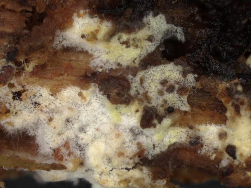 co_Athelopsis subinconpsicua.jpg
