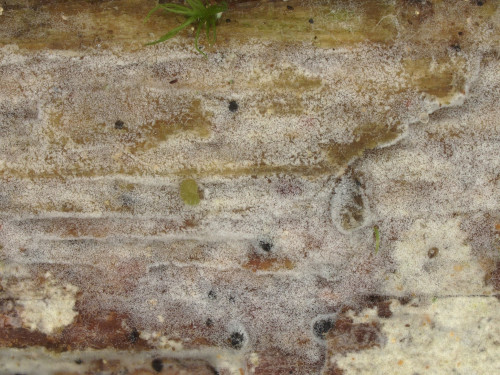 co_Botryobasidium botryosum.jpg