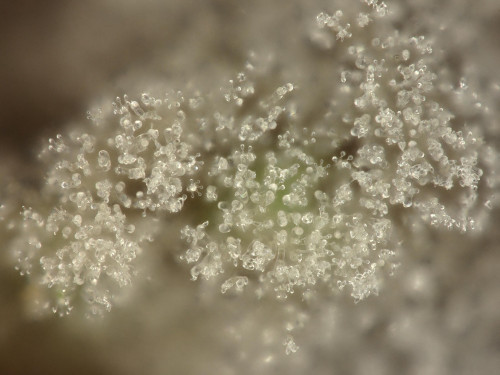 co_Botryobasidium botryosum1.jpg