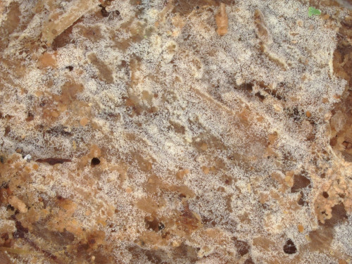co_Botryobasidium ellipsosporum.jpg