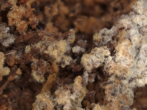 co_Botryobasidium ellipsosporum1.jpg