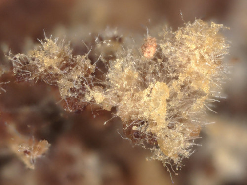 co_Botryobasidium ellipsosporum2.jpg