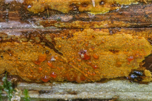co_Crustoderma dryinum.jpg