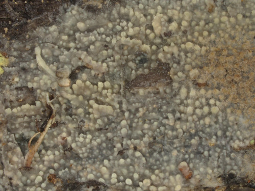 co_Dacryobolus sudans.jpg