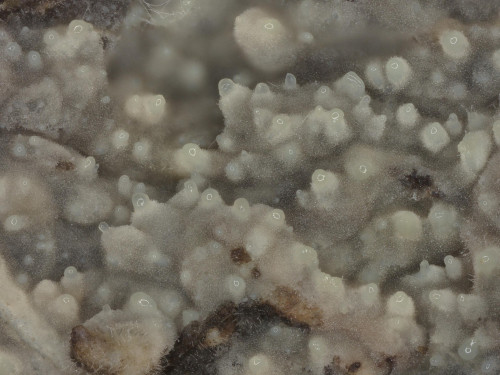 co_Dacryobolus sudans1.jpg
