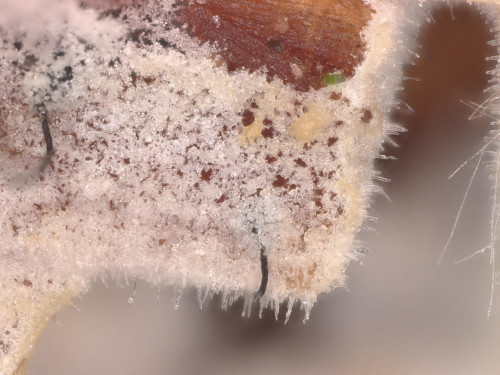 co_Hyphoderma argillaceum.jpg