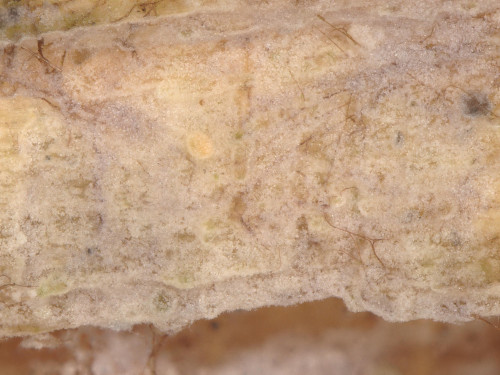 co_Hyphoderma cremeoalbum.jpg