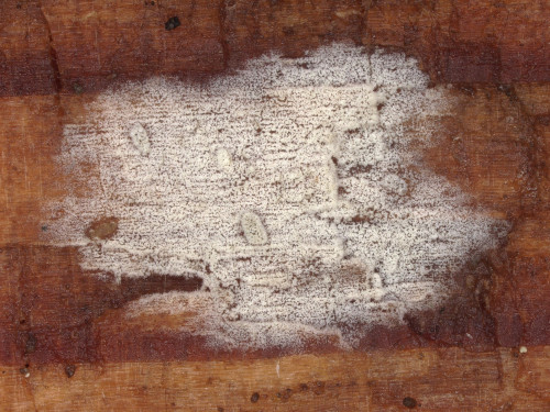 co_Hyphoderma involutum.jpg