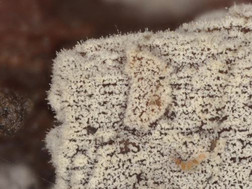 co_Hyphoderma involutum1.jpg