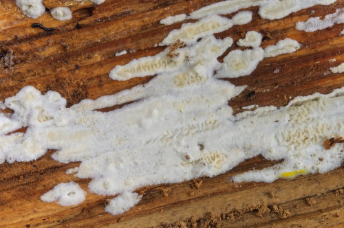co_Leucogyrophana sororia.jpg
