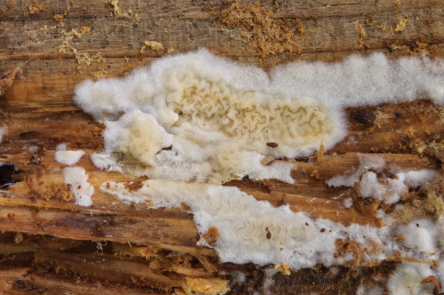 co_Leucogyrophana sororia1.jpg