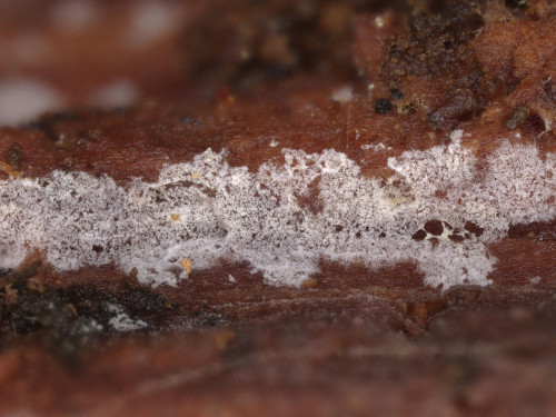 co_Lobulicium_occultum.jpg