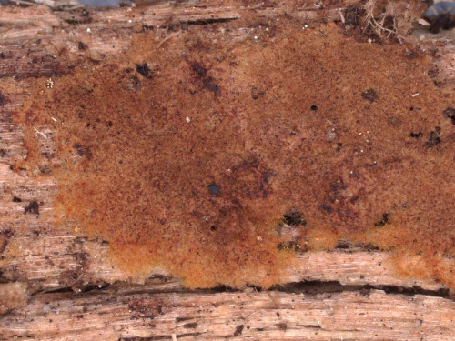 co_Odontia fibrosa.jpg