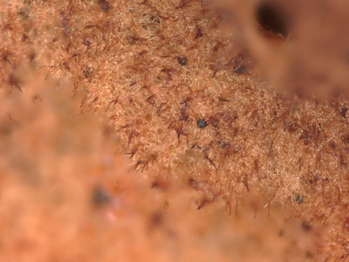 co_Odontia fibrosa1.jpg