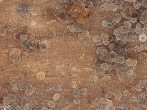 co_Paullicorticium ansatum.jpg