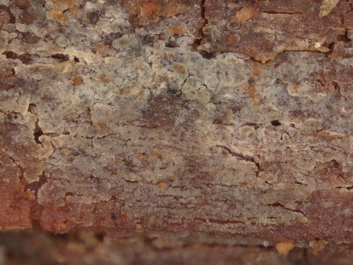 co_Paullicorticium pearsonii.jpg