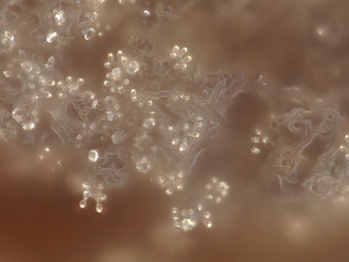co_Paullicorticium pearsonii1.jpg