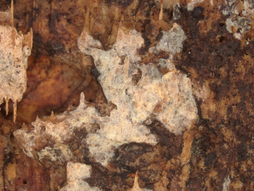 co_Peniophorella_pallida.jpg