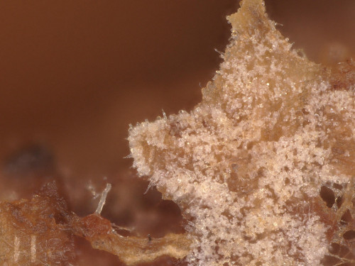 co_Peniophorella_pallida1.jpg