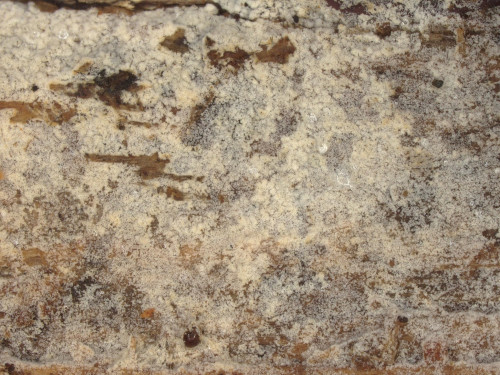 co_Sistotrema resinicystidium.jpg