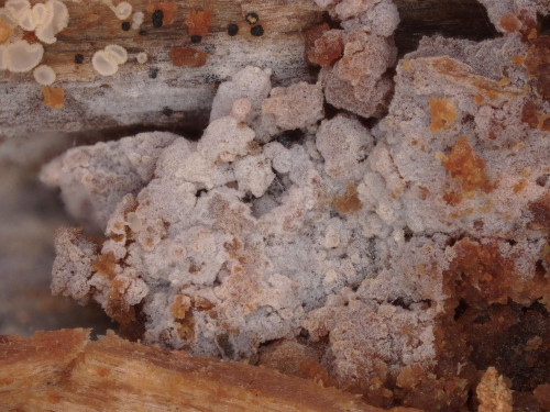 co_Sistotrema tholliae.jpg