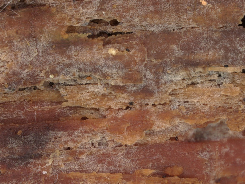 co_Sphaerobasidium minutum.jpg