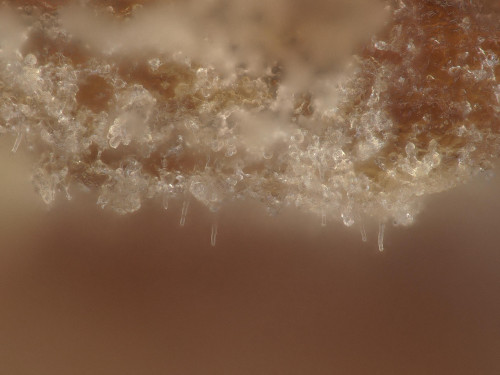 co_Sphaerobasidium minutum1.jpg