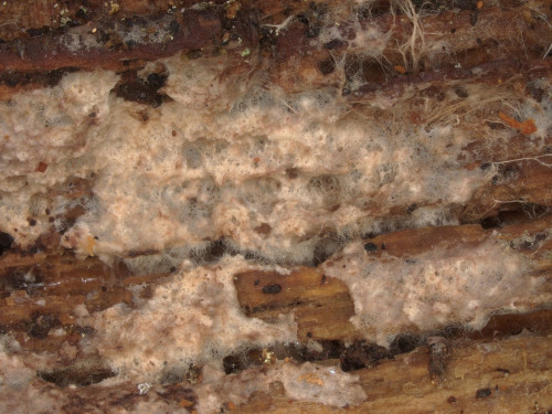 co_Tomentellopsis bifurcata nom. prov.jpg